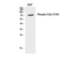 Phospho-MAP3K7 (Thr187) Polyclonal Antibody