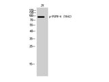 Phospho-FGFR4 (Tyr642) Polyclonal Antibody