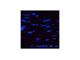 Phospho-AMPK alpha1/2 (Thr183/172) Polyclonal Antibody