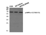 Phospho-AMPK alpha1/2 (Thr183/172) Polyclonal Antibody