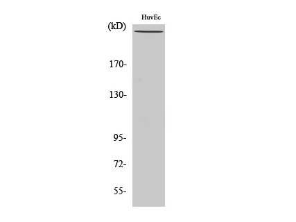 Phospho-FLNA (Ser2152) Polyclonal Antibody