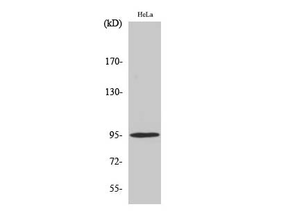 Phospho-Glucocorticoid Receptor (Ser211) Polyclonal Antibody