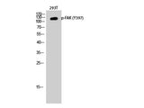 Phospho-FAK (Tyr397) Polyclonal Antibody