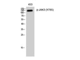 Phospho-JAK3 (Tyr785) Polyclonal Antibody