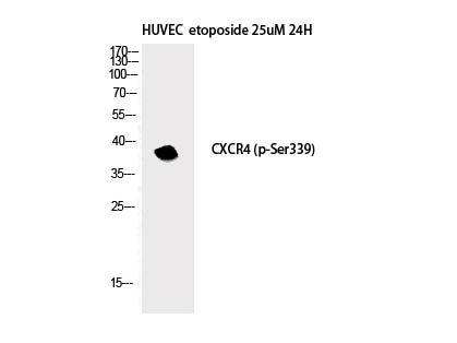 Phospho-CXCR4 (Ser339) Polyclonal Antibody