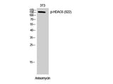 Phospho-HDAC6 (Ser22) Polyclonal Antibody