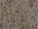 Phosphoserine Monoclonal Antibody