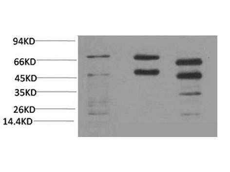 Phosphoserine Monoclonal Antibody