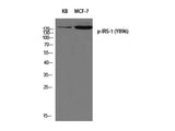 Phospho-IRS1 (Tyr896) Polyclonal Antibody