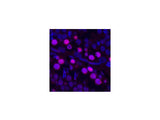 PCNA Monoclonal Antibody