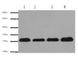 PCNA Monoclonal Antibody