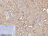 COX4I1 Monoclonal Antibody