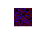 COX4I1 Monoclonal Antibody