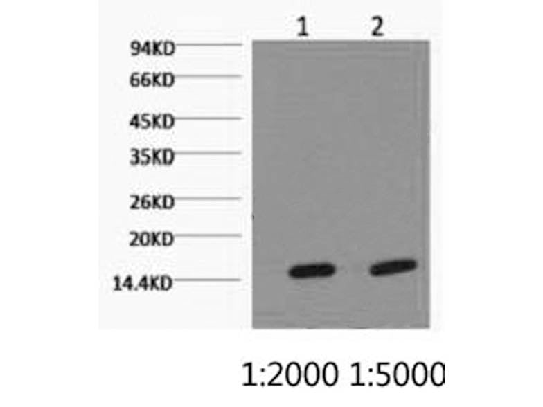 COX4I1 Monoclonal Antibody