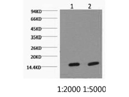 COX4I1 Monoclonal Antibody