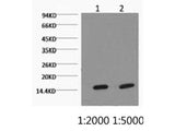 COX4I1 Monoclonal Antibody