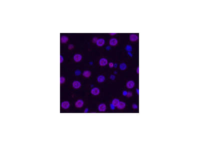 Histone H3 Monoclonal Antibody Store at -20°C