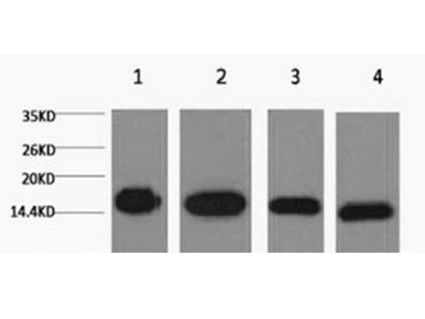 Histone H3 Monoclonal Antibody Store at -20°C