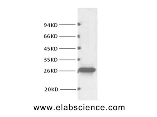 BCL2 Monoclonal Antibody