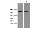 HSP70 Monoclonal Antibody