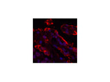 Galectin 3 Monoclonal Antibody Store at -20°C Reactivity Human