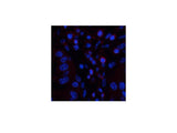 CD45 Monoclonal Antibody