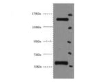 CD45 Monoclonal Antibody