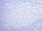 CD68 Monoclonal Antibody