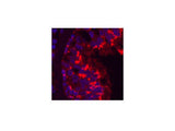 CD68 Monoclonal Antibody