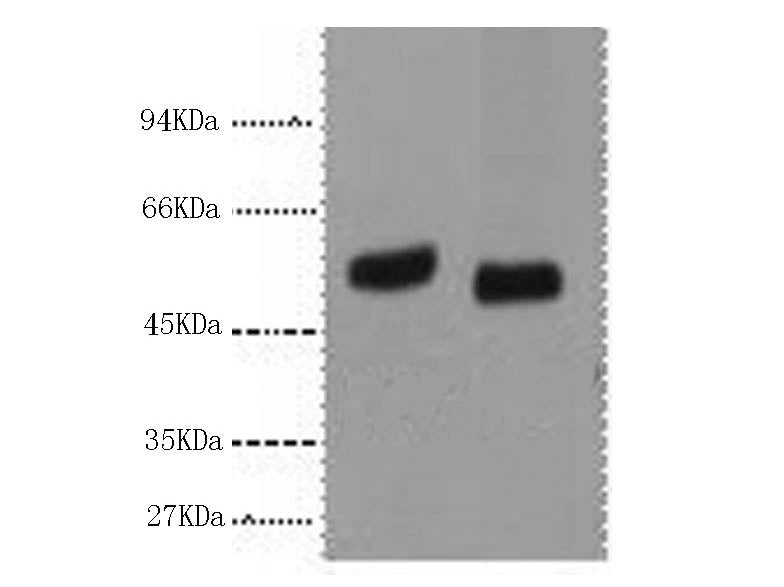 P53 Monoclonal Antibody
