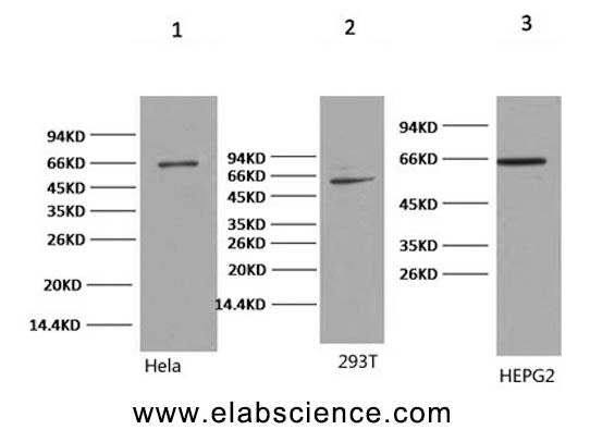 NFκB-p65 Monoclonal Antibody