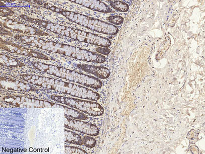 CK-8 Monoclonal Antibody