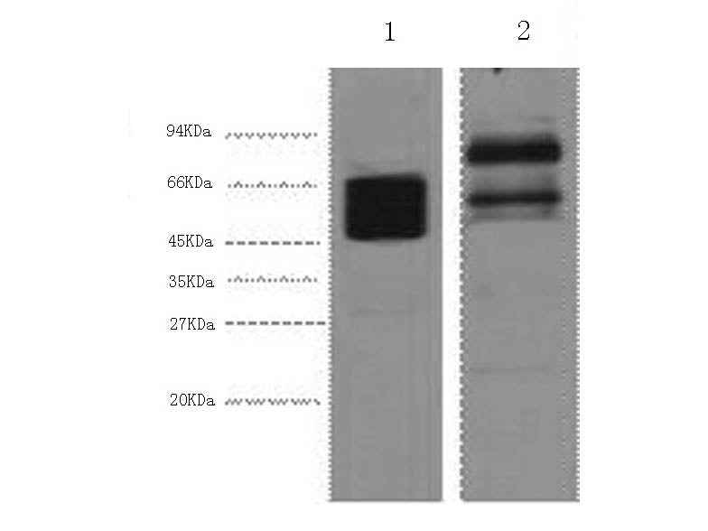 CK-8 Monoclonal Antibody - Biomarkers - Elabscience Biotechnology - MSE Supplies