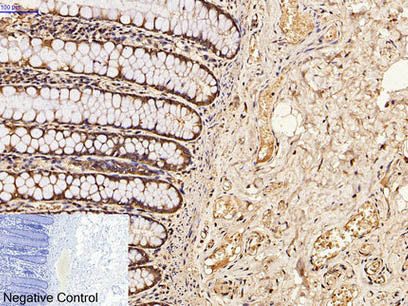 CDX2 Monoclonal Antibody