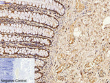 CDX2 Monoclonal Antibody