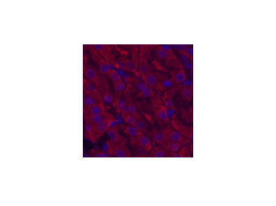 CDX2 Monoclonal Antibody