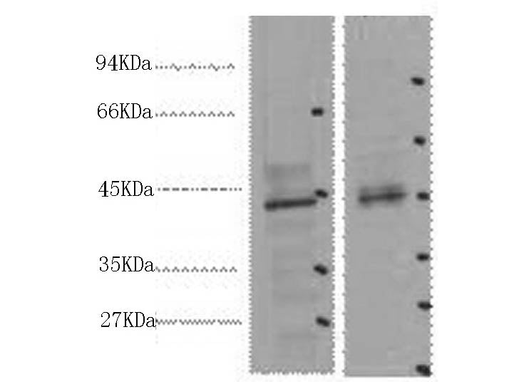 CDX2 Monoclonal Antibody