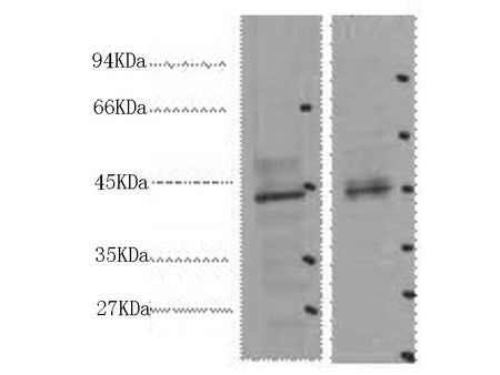 CDX2 Monoclonal Antibody