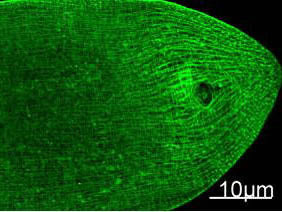 MYH Pan Monoclonal Antibody