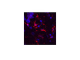 GFAP Monoclonal Antibody