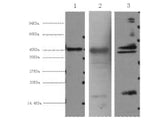 AQP4 Monoclonal Antibody