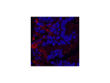 KIF7 Monoclonal Antibody