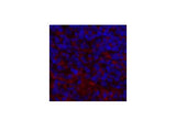 ENO2 Monoclonal Antibody