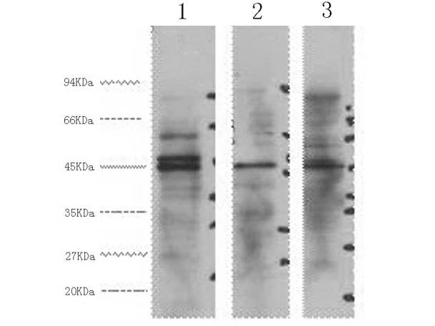 ENO2 Monoclonal Antibody