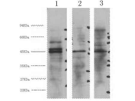 ENO2 Monoclonal Antibody