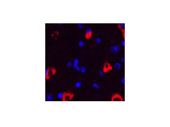 MAP2 Monoclonal Antibody