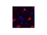 MAP2 Monoclonal Antibody