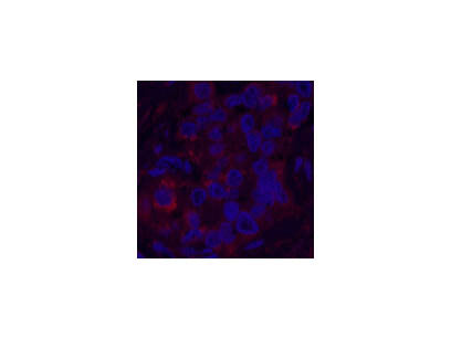 FH Monoclonal Antibody