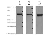 FH Monoclonal Antibody
