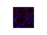 AFP Monoclonal Antibody